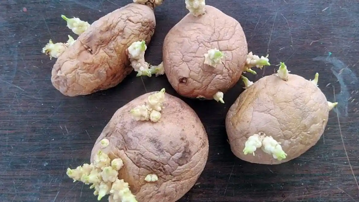 Kitchen Tips: घर में रखे आलू-प्याज हो जाते हैं अंकुरित? अपनाएं ये टिप्स